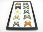 10 wunderschöne echte Schmetterlinge im Rahmen als Wandbild - A-10-h-06 – Bild 8