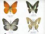 10 wunderschöne echte Schmetterlinge im Rahmen als Wandbild - A-10-h-06 – Bild 9