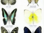 10 wunderschöne echte Schmetterlinge im Rahmen als Wandbild - A-10-h-06 – Bild 10