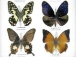 10 wunderschöne echte Schmetterlinge im Rahmen als Wandbild - A-10-h-06 – Bild 11