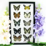 10 wunderschöne echte Schmetterlinge im Rahmen als Wandbild - A-10-h-07