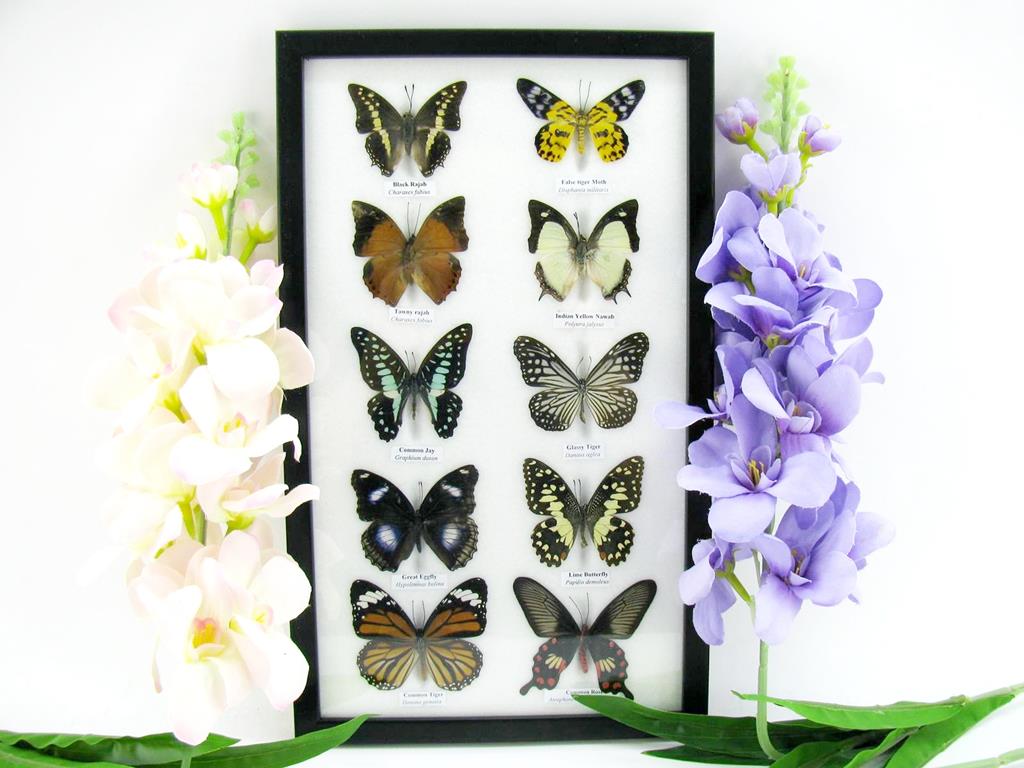 10 präparierte echte Schmetteringe im Set 07 a