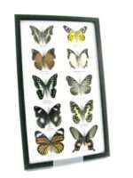 10 wunderschöne echte Schmetterlinge im Rahmen als Wandbild - A-10-h-07 – Bild 2