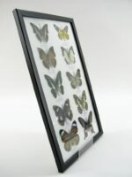 10 wunderschöne echte Schmetterlinge im Rahmen als Wandbild - A-10-h-07 – Bild 3