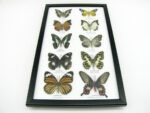 10 wunderschöne echte Schmetterlinge im Rahmen als Wandbild - A-10-h-07 – Bild 4