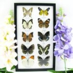 10 wunderschöne echte Schmetterlinge im Rahmen als Wandbild - A-10-h-08