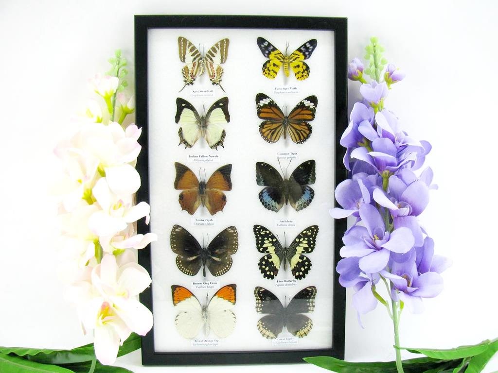 10 präparierte echte Schmetteringe im Set 08 a