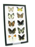 10 wunderschöne echte Schmetterlinge im Rahmen als Wandbild - A-10-h-08 – Bild 2