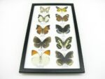 10 wunderschöne echte Schmetterlinge im Rahmen als Wandbild - A-10-h-08 – Bild 4