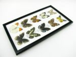 10 wunderschöne echte Schmetterlinge im Rahmen als Wandbild - A-10-h-08 – Bild 7