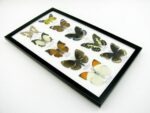 10 wunderschöne echte Schmetterlinge im Rahmen als Wandbild - A-10-h-08 – Bild 6
