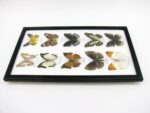 10 wunderschöne echte Schmetterlinge im Rahmen als Wandbild - A-10-h-08 – Bild 5