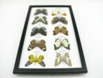 10 wunderschöne echte Schmetterlinge im Rahmen als Wandbild - A-10-h-08 – Bild 8