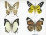 10 wunderschöne echte Schmetterlinge im Rahmen als Wandbild - A-10-h-08 – Bild 9