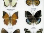 10 wunderschöne echte Schmetterlinge im Rahmen als Wandbild - A-10-h-08 – Bild 11