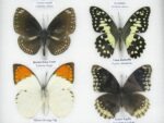 10 wunderschöne echte Schmetterlinge im Rahmen als Wandbild - A-10-h-08 – Bild 10