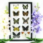 10 wunderschöne echte Schmetterlinge im Rahmen als Wandbild - A-10-h-09