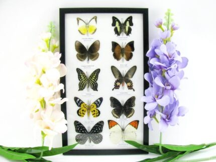 10 wunderschöne echte Schmetterlinge im Rahmen als Wandbild - A-10-h-09