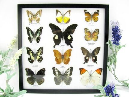 12 wunderschöne echte Schmetterlinge im Rahmen als Wandbild - A-12-helen-01