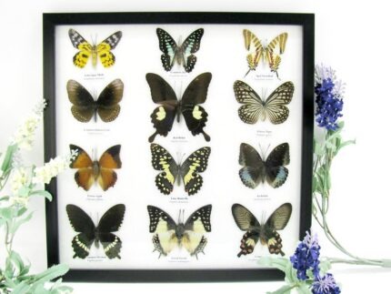 12 wunderschöne echte Schmetterlinge im Rahmen als Wandbild - A-12-helen-02