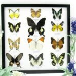 12 wunderschöne echte Schmetterlinge im Rahmen als Wandbild - A-12-helen-03