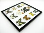 12 wunderschöne echte Schmetterlinge im Rahmen als Wandbild - A-12-helen-03 – Bild 5