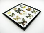 12 wunderschöne echte Schmetterlinge im Rahmen als Wandbild - A-12-helen-03 – Bild 6