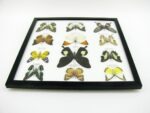 12 wunderschöne echte Schmetterlinge im Rahmen als Wandbild - A-12-helen-03 – Bild 8