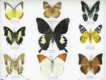 12 wunderschöne echte Schmetterlinge im Rahmen als Wandbild - A-12-helen-03 – Bild 10