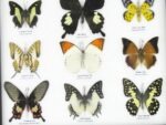 12 wunderschöne echte Schmetterlinge im Rahmen als Wandbild - A-12-helen-03 – Bild 11