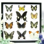 12 wunderschöne echte Schmetterlinge im Rahmen als Wandbild - A-12-helen-04