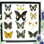 12 wunderschöne echte Schmetterlinge im Rahmen als Wandbild - A-12-helen-05