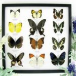 12 wunderschöne echte Schmetterlinge im Rahmen als Wandbild - A-12-helen-06