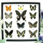 12 wunderschöne echte Schmetterlinge im Rahmen als Wandbild - A-12-helen-07