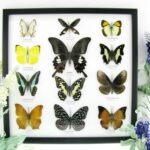 12 wunderschöne echte Schmetterlinge im Rahmen als Wandbild - A-12-helen-08