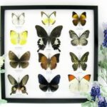 12 wunderschöne echte Schmetterlinge im Rahmen als Wandbild - A-12-helen-09