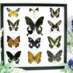 12 wunderschöne echte Schmetterlinge im Rahmen als Wandbild - A-12-helen-10