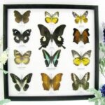 12 wunderschöne echte Schmetterlinge im Rahmen als Wandbild - A-12-helen-11