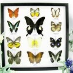 12 wunderschöne echte Schmetterlinge im Rahmen als Wandbild - A-12-helen-12