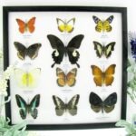 12 wunderschöne echte Schmetterlinge im Rahmen als Wandbild - A-12-helen-13