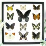 12 wunderschöne echte Schmetterlinge im schwarzen Rahmen als Wandbild - A-12-mor-01