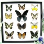 12 wunderschöne echte Schmetterlinge im schwarzen Rahmen als Wandbild - A-12-mor-02
