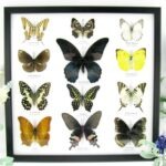 12 wunderschöne echte Schmetterlinge im schwarzen Rahmen als Wandbild - A-12-mor-03