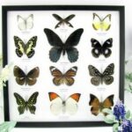 12 wunderschöne echte Schmetterlinge im schwarzen Rahmen als Wandbild - A-12-mor-04
