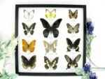 12 wunderschöne echte Schmetterlinge im schwarzen Rahmen als Wandbild - A-12-mor-05