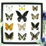 12 wunderschöne echte Schmetterlinge im schwarzen Rahmen als Wandbild - A-12-mor-05