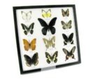 12 wunderschöne echte Schmetterlinge im schwarzen Rahmen als Wandbild - A-12-mor-05 – Bild 2