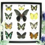12 wunderschöne echte Schmetterlinge im schwarzen Rahmen als Wandbild - A-12-mor-06