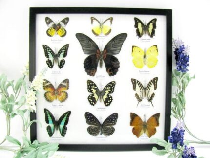 12 wunderschöne echte Schmetterlinge im schwarzen Rahmen als Wandbild - A-12-mor-06