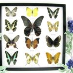 12 wunderschöne echte Schmetterlinge im schwarzen Rahmen als Wandbild - A-12-mor-07